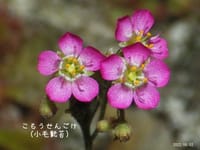 ニコンの写真アルバムサイトに高御位山の花等の写真を新たに追加しました
