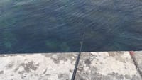 粟島で釣りを楽しむ(1)