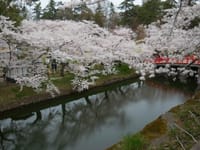 長野・東北行①　桜サクラ