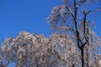 写真３枚は、三春の滝桜の子孫樹、赤坂・津つ井の陽光桜、今朝の日の出
