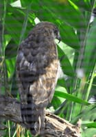 ハワイの鳥　ホノルル動物園内の鳥