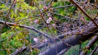 私の標本木・・・開花！大漁桜は最後の輝き！