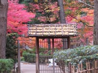 写真は、今朝の大田黒公園の紅葉