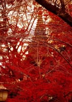上野公園では土日にイベントがある、今日は佐賀長崎フェスだ