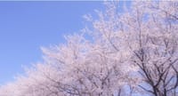 💌4月の桜の会🌸のお誘い💌満開の桜を見ながら🌸ちょっと贅沢なランチをご一緒に💕（飲み放題付き）NO8