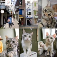 『神戸南京町の、猫カフェと本格中華料理』に行きました。その1😺
