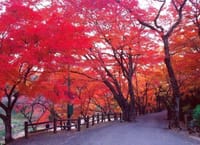養老の滝、養老公園のもみじ、かえでの紅葉を見に行こう！
