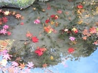 湖東三山（金剛輪寺、西明寺、百済寺）の紅葉の写真３枚