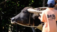 島の歴史と共に･･･水牛が担う由布島の観光