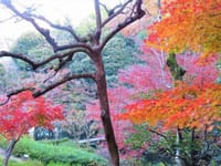 池田山公園の紅葉、ねむの木の庭にあるエンプレス　ミチコ、飛鳥山の渋沢栄一資料館の紅葉