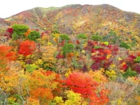 紅葉真っ盛りの竜ヶ岳ゆる登山