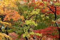 写真３枚は、六義園の紅葉、平林寺の紅葉、メジロと柿