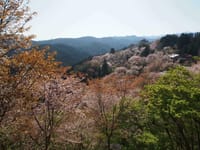 吉野山下千本の桜
