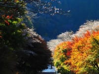 紅葉風景～四季桜の里小原