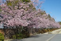 天理教本部の早咲きの桜