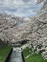 いちかわ真間川堤桜、満開の桜並木２キロは幸せの道