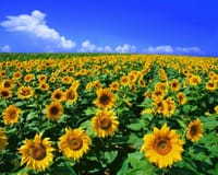 映画「ひまわり」Loss of Love - Sunflower