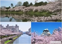 [中止とします!!]大阪市内の桜の名所を巡りましょう～～(^^)♫