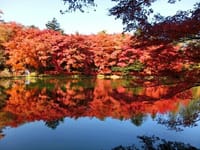 真っ赤っ赤！　軽井沢、雲場池の紅葉は今がピークですよ！