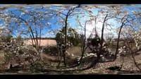 大仙公園のハクモクレン　５Ｋ３６０度動画（２０２１年３月１４日） VR映像なので色んな角度から景色が見られます。