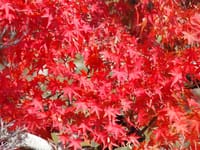 京都 円山公園の紅葉