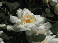 五月のバラの溜め息と一言；白薔薇のあなた色に染まる