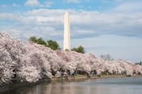 「頭上注意」のある桜　in Washington