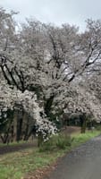 戦車道の桜