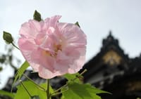 鎌倉に酔芙蓉を見に出かけませんか ―妙隆寺ー