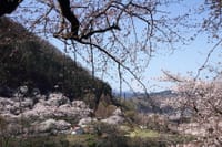 『水の苑地』の桜景色🌸