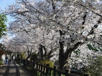 芥川の桜並木