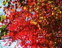 始まった紅葉前線ですが、今回西旅で出会った素直な秋色表現