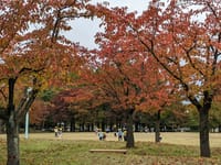亀田公園の紅葉。。。