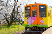 樽見鉄道の桜　花見特集