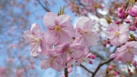 大仙公園の早咲きの桜（２０２３年３月３日）LUMIX DMC FZ1000