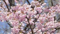 大仙公園のオオカンザクラ・大寒桜（２０１８年３月１４日）