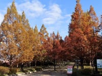 平成最後の森林植物園の秋