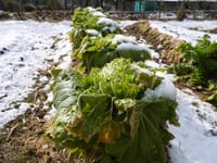 ヒヨドリと白菜採り合う如月の雪
