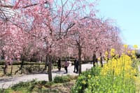 東谷山フルーツパークのしだれ桜