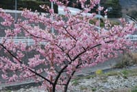 河津桜とイルミネーションを見に行きましょう。