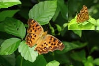 今年出会った🦋蝶たち ⑪ キタテハ