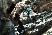 緑青腐菌