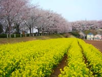 クリクラ工場見学と桜と菜の花の尾根緑道を歩こう！