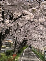 【香流川の桜並木】2022年4月1日(金) いいお天気に誘われて香流川の桜並木を楽しみながらウォーキング。