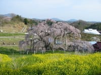 日を浴びて満開三春の滝桜