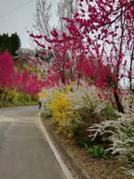 「福島花と桜の競演」さまざまな花真っ盛りの花見山公園と第２の花見山へ　二本松城の桜まつりにも行ってみよう　そして宿泊は飯坂温泉でゆったりと１泊２日