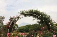 バラの花と富士山