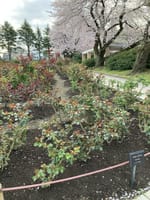 桜吹雪のバラ公園