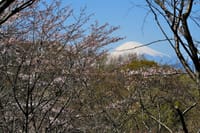 神奈川県秦野市・弘法山公園の桜 2021-3-24