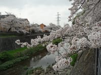 2021-03-30根川の桜